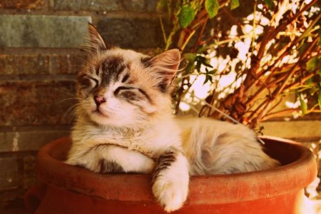kitten-asleep-in-a-pot-1995961_1280.jpg
