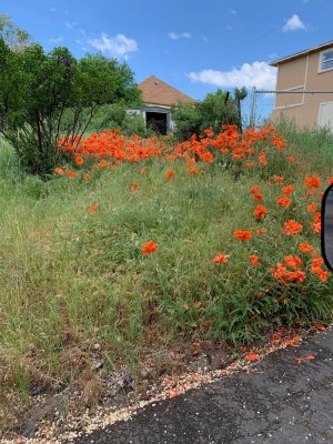 poppies.jpg