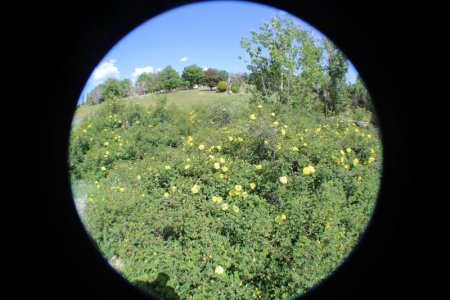 roses fisheye.jpg