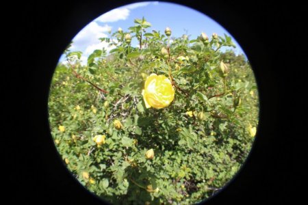roses fisheye.jpg close.jpg