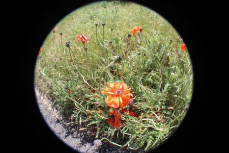 popies fisheye.jpg