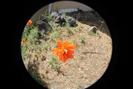 popies fisheye.jpg 2.jpg