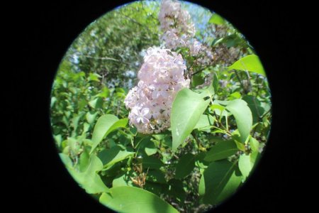 lilac fisheye.jpg