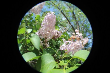 lilac fisheye.jpg 2.jpg