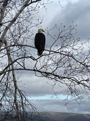 IMG_6599.jpeg