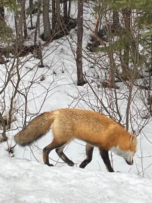IMG_6436.jpeg