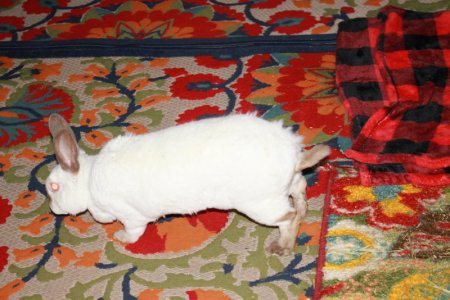 rabbit.JPG