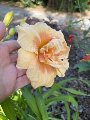 IMG_0473.jpeg
