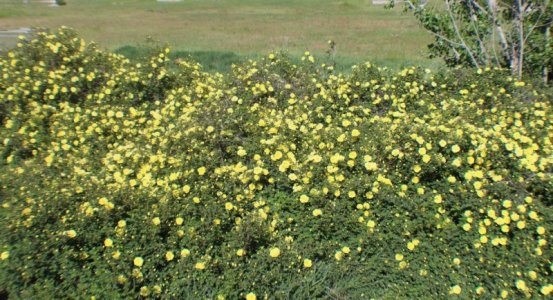 roses 2.jpg