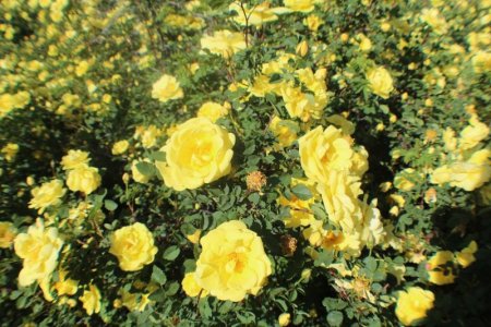 close up.jpg