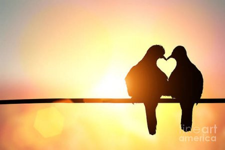 silhouette-of-bird-in-heart-shape-on-littleperfectstock.jpg