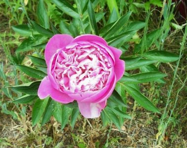 peony 6-3-23.jpg
