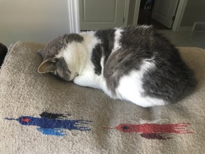 Sleepy Cat.jpg