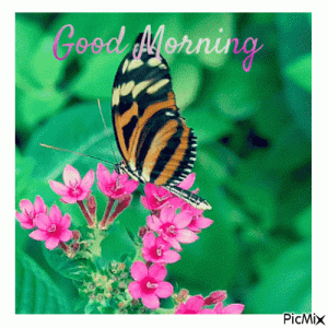 450386-Nature-Butterfly-Good-Morning-Gif.gif