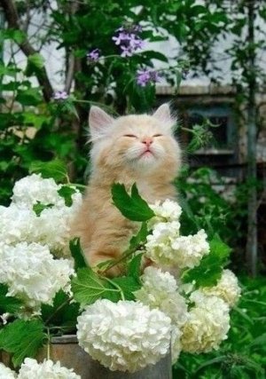 cat flor.jpg