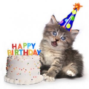 gray kitten2.jpg