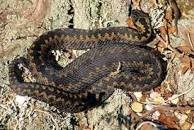 adder.jpg