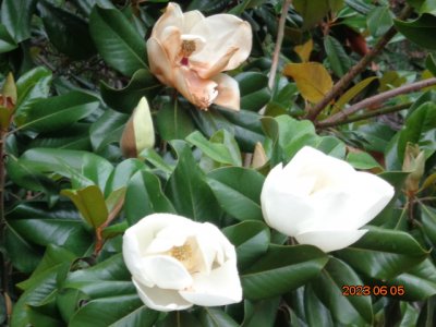 DSC01090.JPG