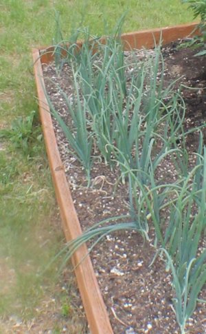 green onions.jpg