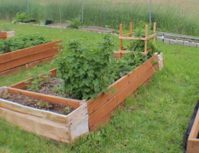 currant bed.jpg
