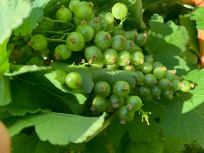 currants 2.jpg