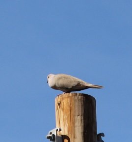 pole sitting.jpg