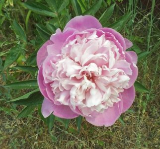 peony 6-6-23.jpg