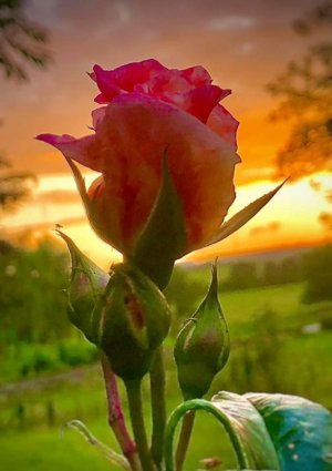 IMG_3091.jpeg
