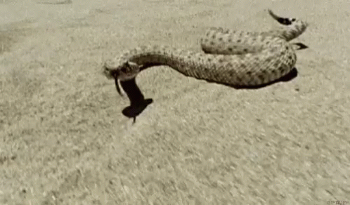 Wild Rattle Snake Attack.gif