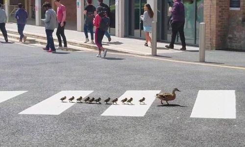 ducklings.jpg