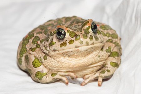 frog1.jpg