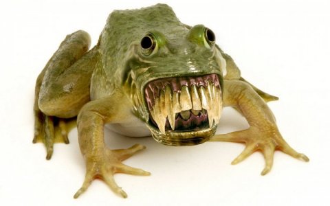 frog 2.jpg