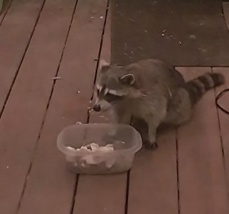 raccoon1.jpg