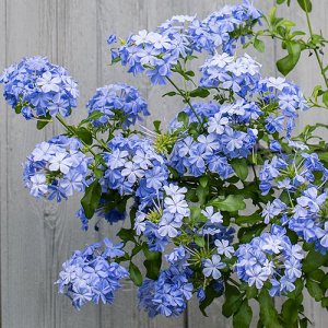 plumbago_imperial_blue_plants.jpg