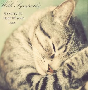 cat sympathy6.jpg