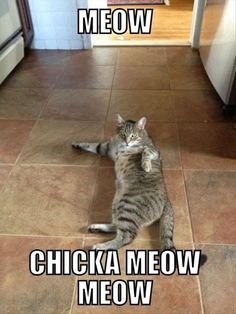 9e8d39ed64d3e9f35c1549f358b180c4--so-funny-funny-cats.jpg