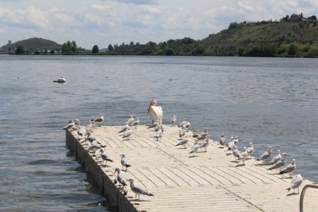 pelican and others.jpg