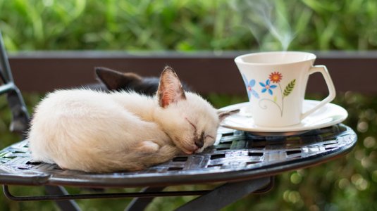 cat-cafe.jpg