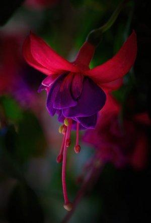 tumblr_7464d646e7e0fb6c0c531097e9b36f85_f4434053_640.jpg