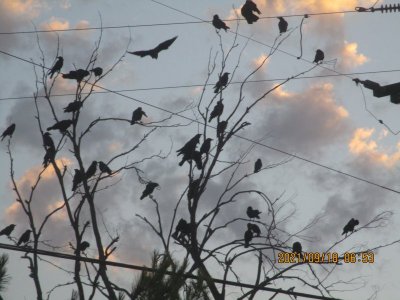 IMG_9363.JPG