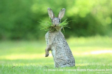 Comdey-Wildlife-Photo-Award-olivier-colle.jpg