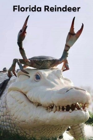 florida reindeer.jpg