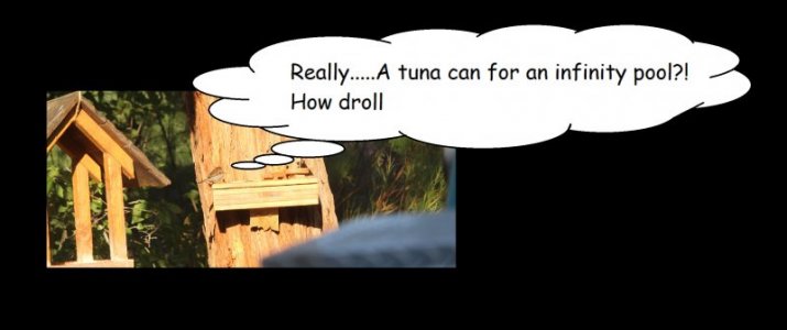 droll.jpg