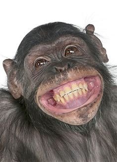 chimp.jpg
