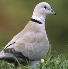 COLLARED DOVE.jpg