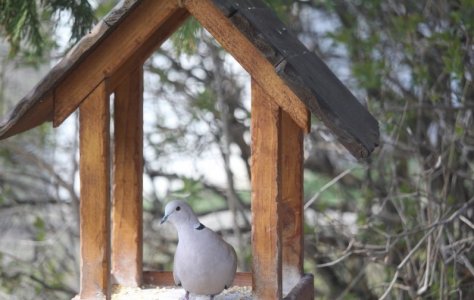 white dove.jpg