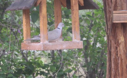 DOVE WITH MARKS.jpg