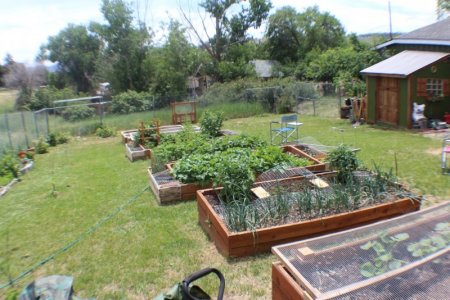 back yard.jpg