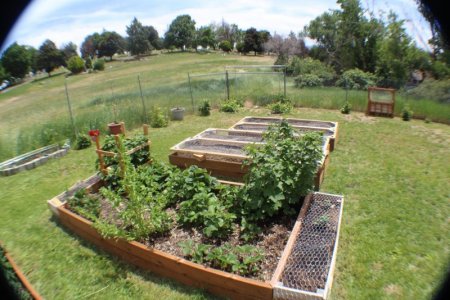back yard.jpg2.jpg