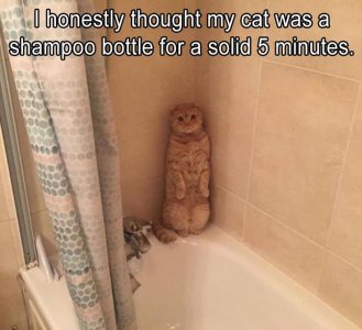 32f0b3c7b9113ce1cf78bdfb41f9cf0b--funy-cats-silly-cats.jpg